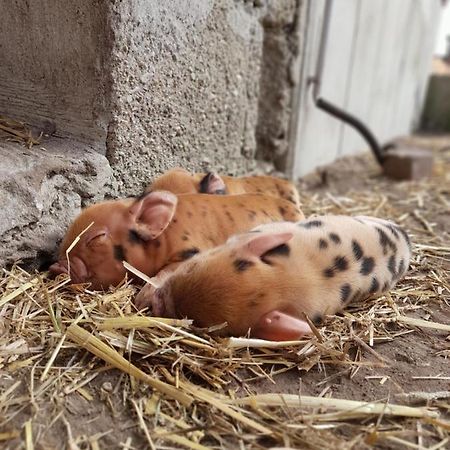 Hannekenbuurs Kleine Kune Kune Farm Apartment Weeze Bagian luar foto