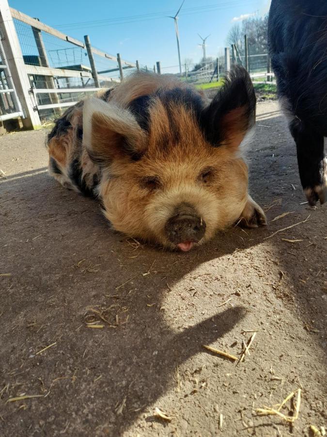 Hannekenbuurs Kleine Kune Kune Farm Apartment Weeze Bagian luar foto