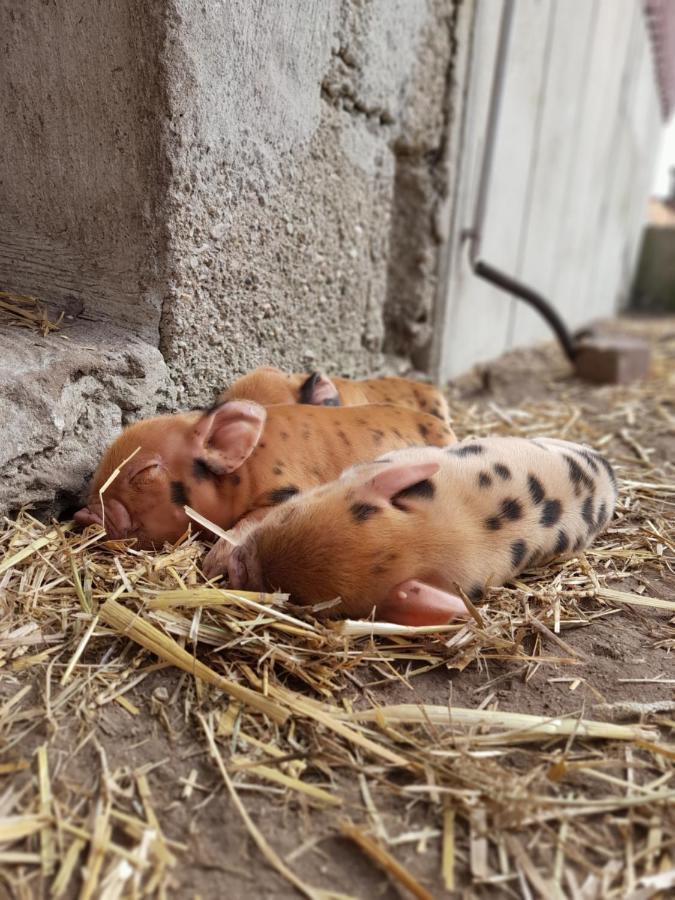 Hannekenbuurs Kleine Kune Kune Farm Apartment Weeze Bagian luar foto